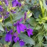 Lobelia siphilitica Flower