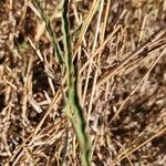 Convolvulus sagittatus Leaf