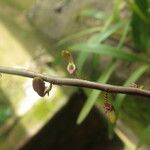 Bulbophyllum calyptratum Kwiat