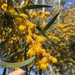 Acacia salignaFlower