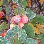 Cotoneaster pannosus Gyümölcs