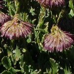 Culcitium serratifolium Flower