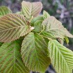 Ostrya virginiana Leaf