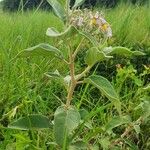 Solanum tettense Fulla