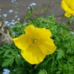 Meconopsis cambricaFlower