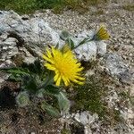 Hieracium villosum Övriga