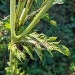 Cirsium oleraceum Blad