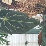 Anthurium crystallinum Hoja