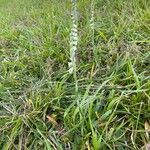 Spiranthes spiralis Hábitos