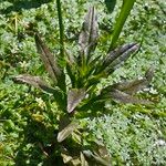 Veronica catenata Hoja