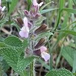 Salvia viridis Flower