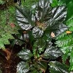 Pilea auriculata Hoja
