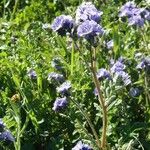 Phacelia ciliata 整株植物