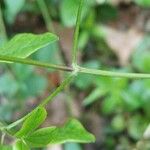 Galium rotundifolium Φύλλο