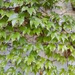 Parthenocissus tricuspidata Vivejo