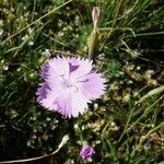 Dianthus sylvestris ᱵᱟᱦᱟ