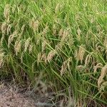 Oryza sativa Habit