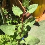 Rumex roseus Hoja