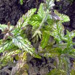 Verbena × hybrida List