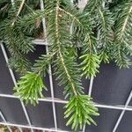 Abies alba Blad