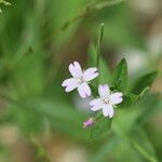 Epilobium roseum Цвят