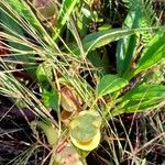 Nepenthes madagascariensis Costuma