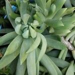 Dudleya edulis Yaprak