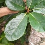 Ficus velutina List