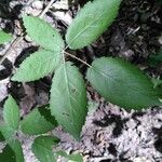 Rubus macrophyllus Blad