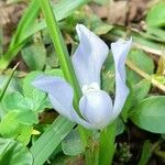 Cipura paludosa Flower