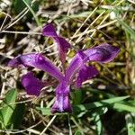 Iris adriatica