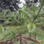 Araucaria angustifolia Hoja