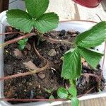 Fragaria chiloensis Листок