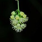 Menispermum canadense Λουλούδι