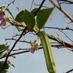 Canavalia ensiformis Fruit