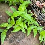 Commelina virginica Frunză