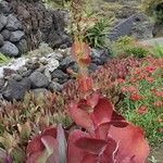 Kalanchoe tetraphylla Staniste