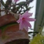 Hatiora rosea 花