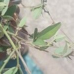 Desmodium tortuosum Yaprak