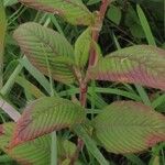 Persicaria campanulata Leaf