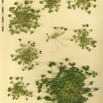 Trifolium suffocatum Mosusu