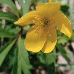 Anemone ranunculoides പുഷ്പം