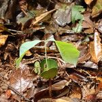 Irvingia excelsa Leaf