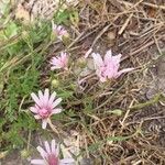 Crepis rubra Blomst