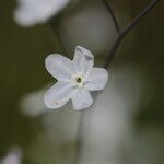 Omphalodes linifolia Blomma