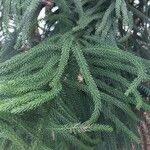 Araucaria luxurians ᱥᱟᱠᱟᱢ