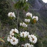 Rhododendron irroratum Flor