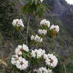 Rhododendron irroratum 花