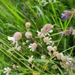 Silene vulgarisFlor