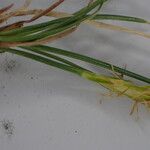 Carex unciniiformis